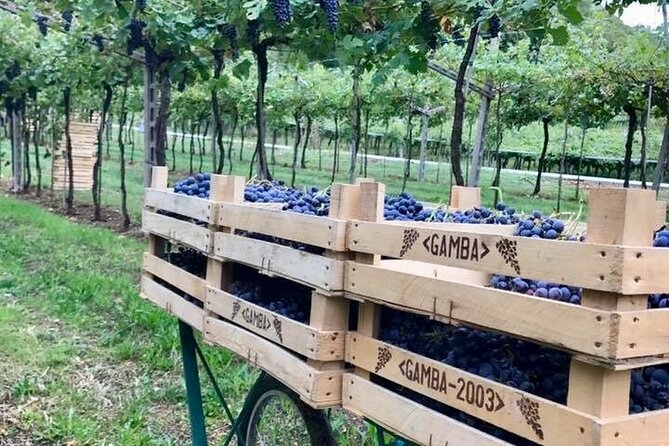 Amarone-Valpolicella tour. Visit Verona. From Venice - Venice to Verona by morning: getting started the easy way