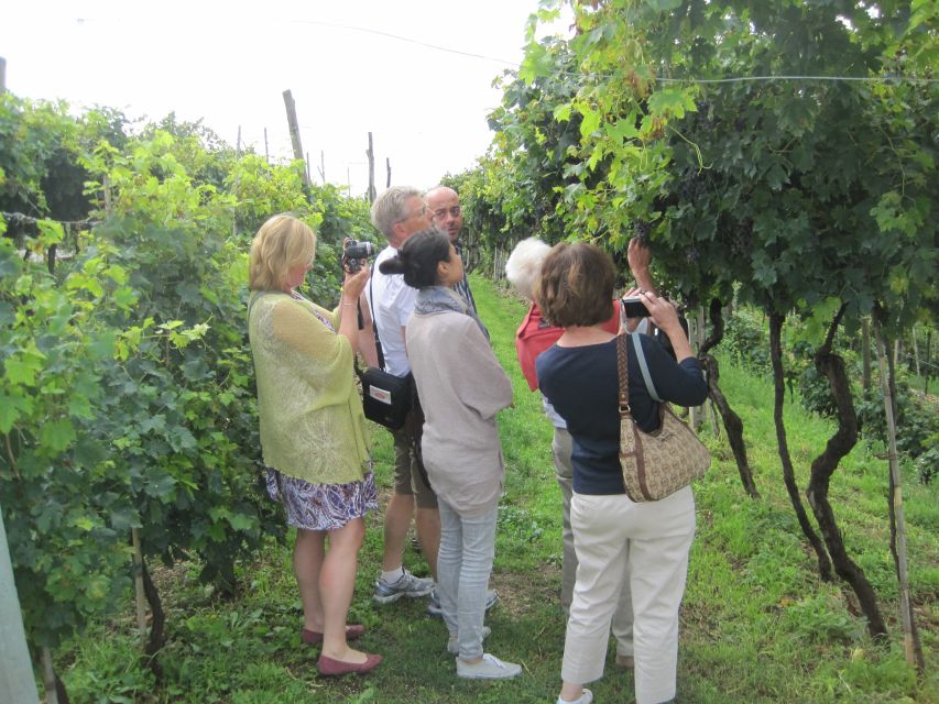 Amarone Wine Tour & Tasting from Venice, Padua or Verona - Key highlights to know before you go