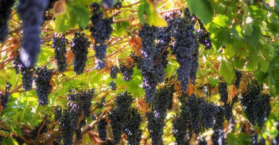 Amarone Wine Tour & Tasting from Venice, Padua or Verona - Valpolicella is the real draw, and it’s close enough for an 8-hour hit