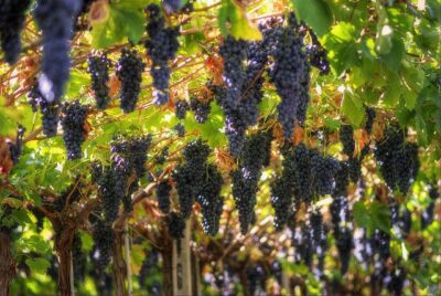 Amarone Wine Tour & Tasting from Venice, Padua or Verona - The drive between vineyards teaches you what you’re tasting