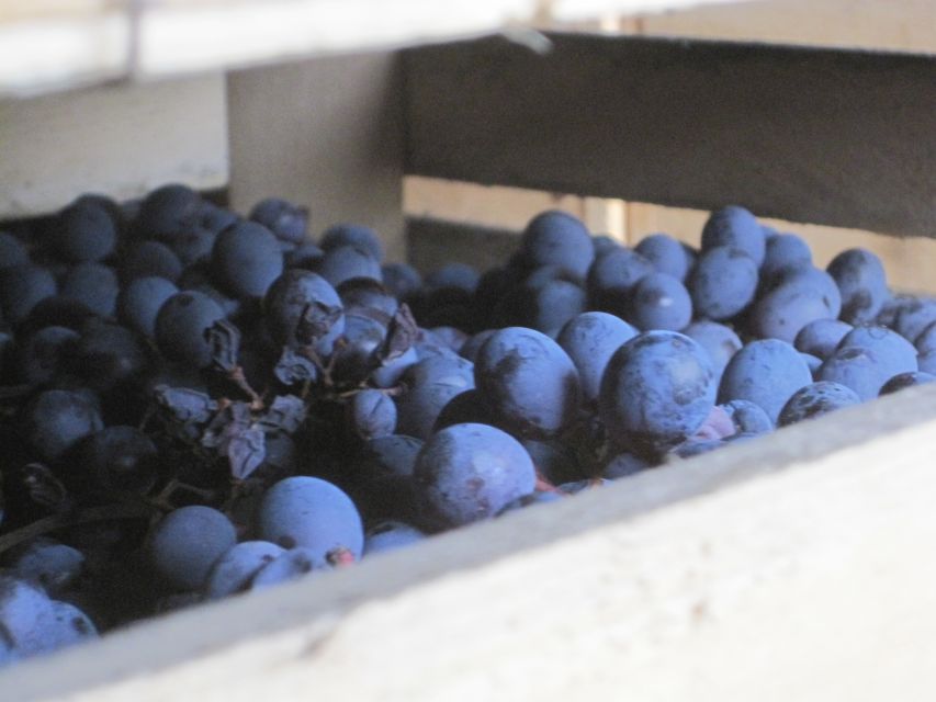 Amarone Wine Tour & Tasting from Venice, Padua or Verona - Second cantina: where Amarone and Recioto start with withered grapes
