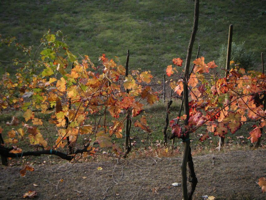 Amarone Wine Tour & Tasting from Venice, Padua or Verona - What makes this tour worth the money (and where it might feel pricey)