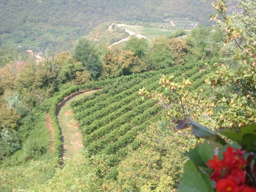 Amarone Wine Tour & Tasting from Venice, Padua or Verona - Who should book this Amarone tasting and who should skip it