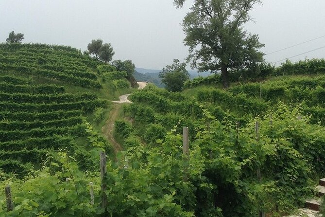 Exclusive Prosecco Wine Tour from Venice - Small Group - Buying Prosecco directly from producers (and taking it home)