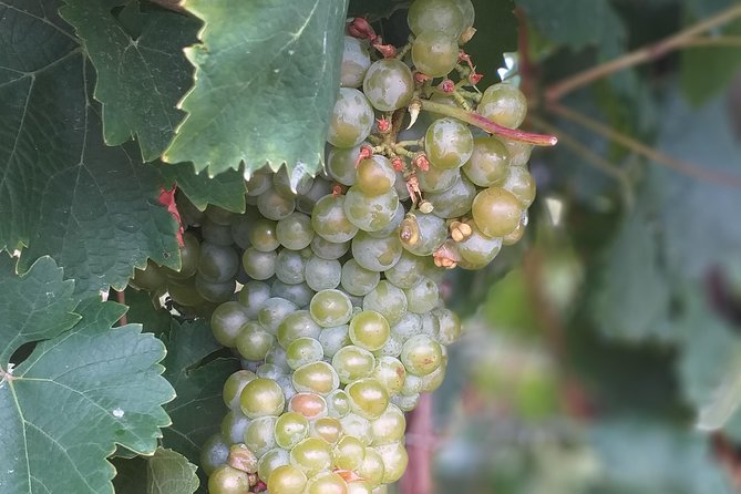 Full day Private Prosecco Tour, with certified Sommelier - Lunch is not included: how to use that to your advantage