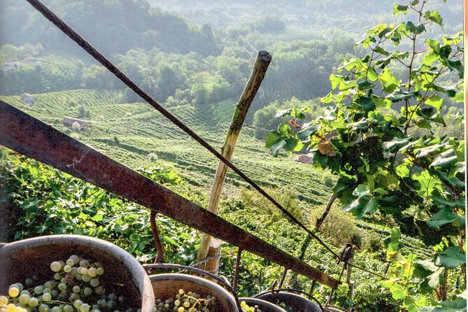 Full Day Wine Tour and Tasting in the Prosecco Region - Who this tour fits best (and who should think twice)