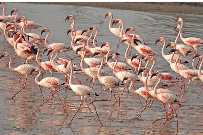 Lio Piccolo: Flamingos & Birdwatching Bike Tour in the Lagoon - Key things I’d mark on your map