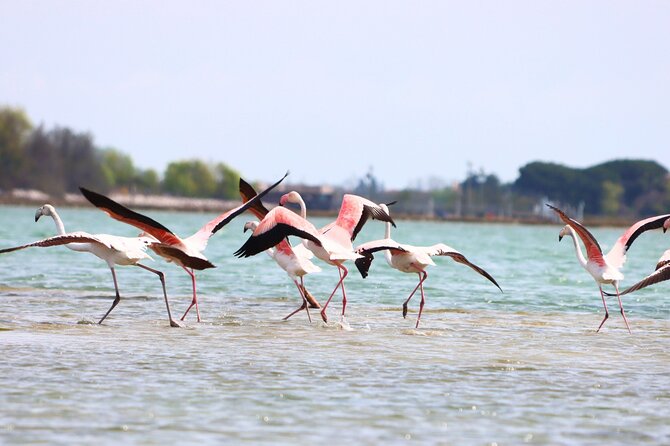 Nature Kayak Tour: Exploring Europe’s Largest Lagoon - Price Value: What You’re Really Paying For