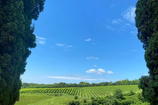 Premium Cheeses and Gins Tour in the Prosecco hills. Full lunch! - Why Conegliano-Valdobbiadene Beats a Typical Venice Food Stop