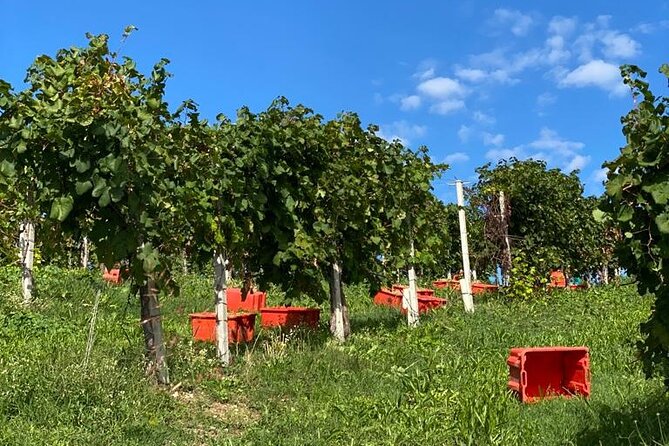 Premium Private Prosecco Hills Tour - 2 Wineries. Private tour. - Price and value: what you’re paying for at about $231 per person