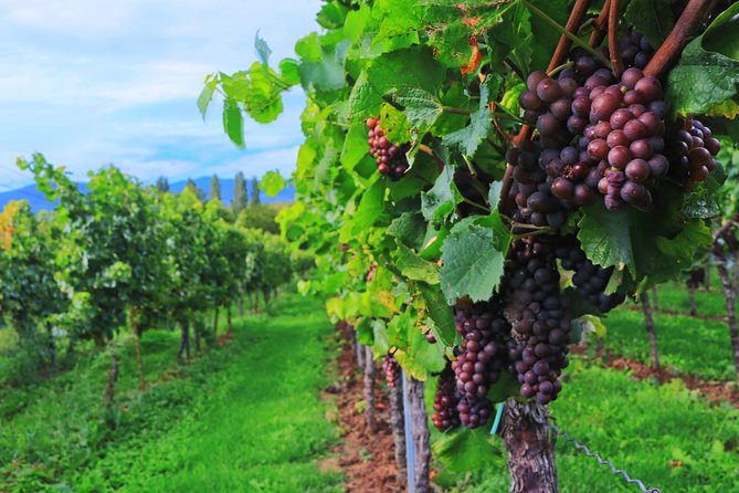 Private Half Day Wine Tasting tour: Road Of The Doges - Price and value: weighing $1,049.46 per person