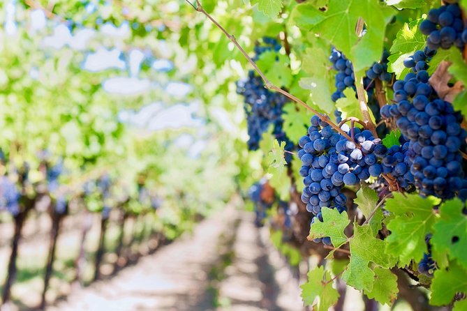 Private Valpolicella Day Trip from Venice: Wine Tasting and Verona - The San Giorgio altar stop and why it feels different