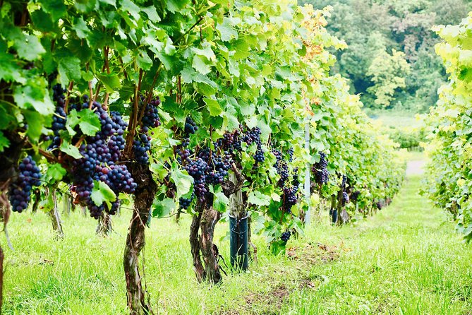 Private Valpolicella Day Trip from Venice: Wine Tasting and Verona - Verona time: 3 hours to roam the real city