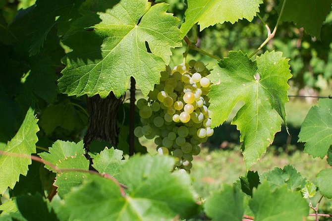 Prosecco Wine Tour. Full day from Venice - Why Valdobbiadene Beats a Typical Venice Wine Day