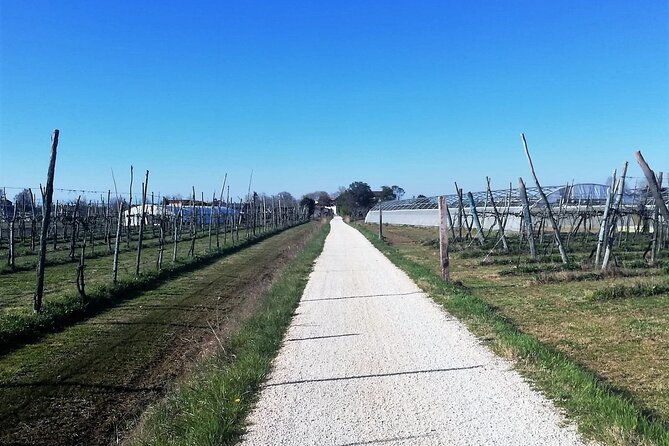 Sant’Erasmo Bike Tour in Venice’s Green Island - Biking the island: fields, saltmarsh, and lagoon views that feel open