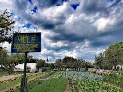 Venice: Bike Tour Honey & artichockes on Sant’Erasmo Island - Pedaling past artichoke fields and working lagoon edges